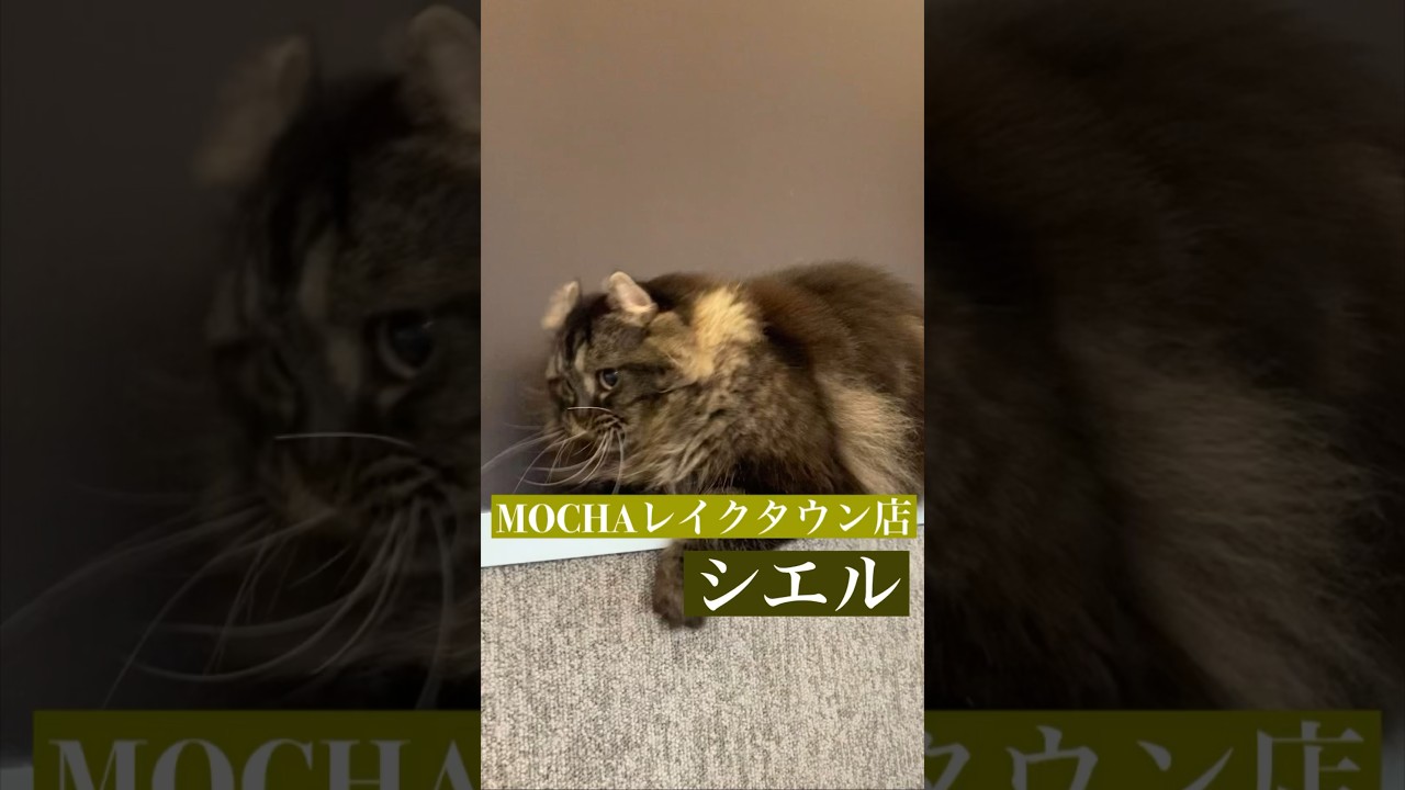 シエル　(短足キンカロー♀)　#猫カフェモカイオンレイクタウン店  2023/5/23撮影　#shorts　#cat