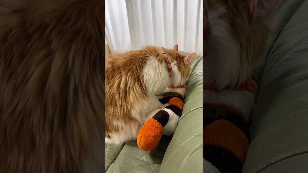 猫が猫をフミフミする#shorts 【マリー（メインクーン）】