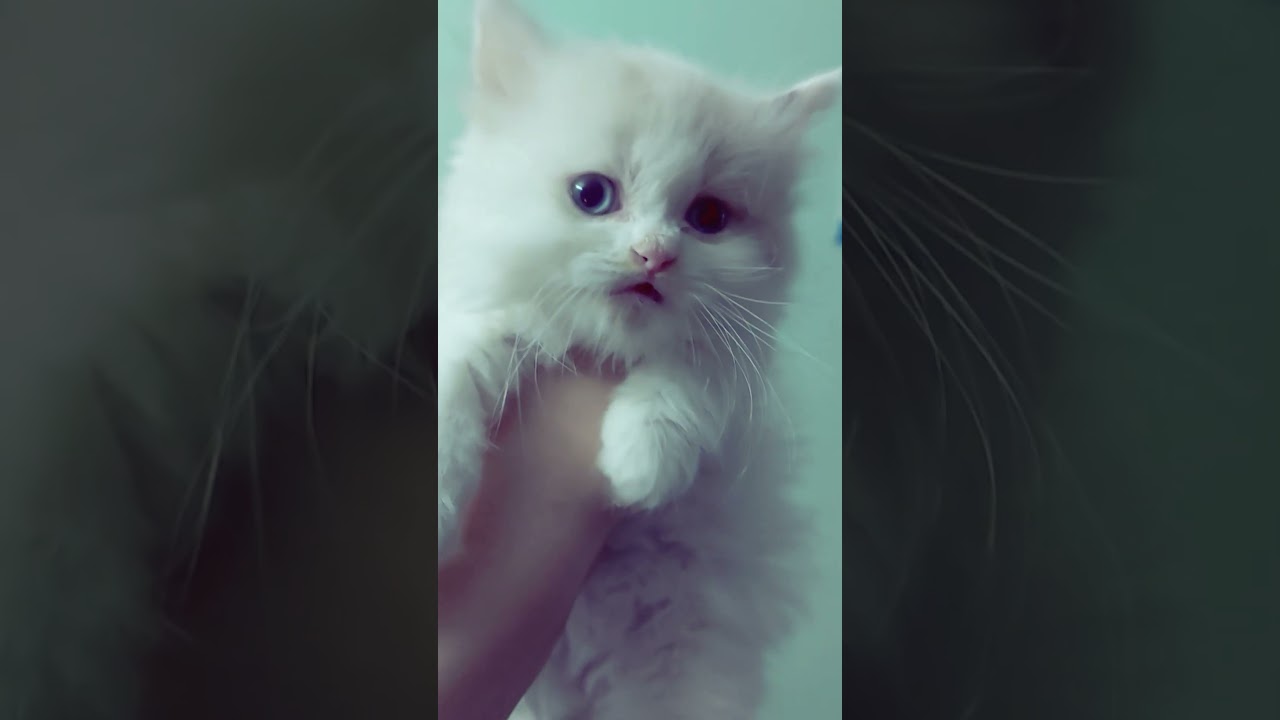 هريسة من اجمل قططي اللي بموت فيه 🥰😍