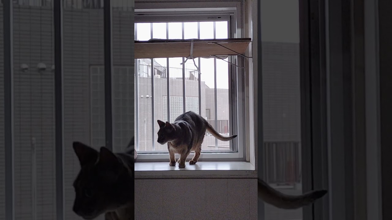 ネコ動画あび＃1693　#shorts　あびの毎日　アビシニアン　あび