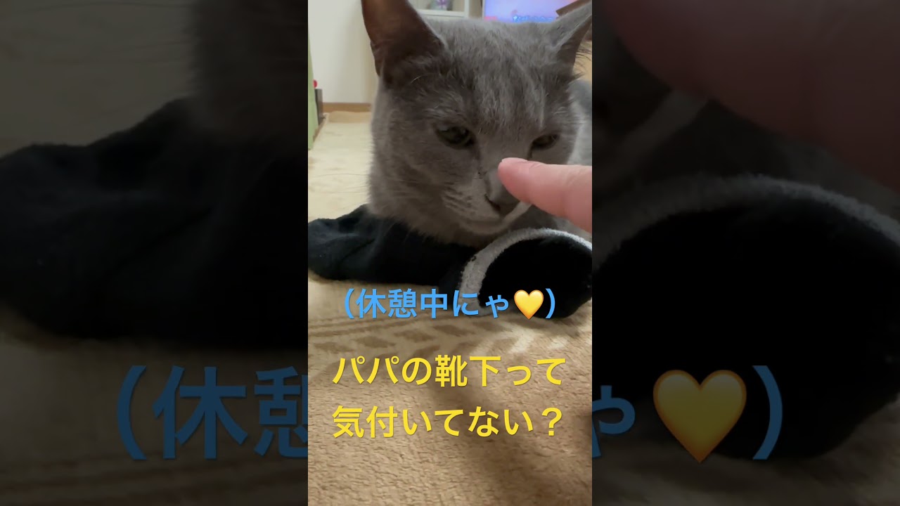 パパの靴下だと気付かず休憩する猫（ロシアンブルー）#shorts
