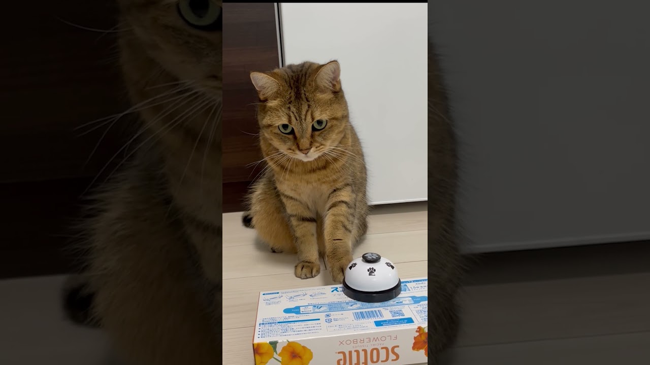猫もオヤツ欲しい時に自分でオーダーするって知ってた？　#shorts