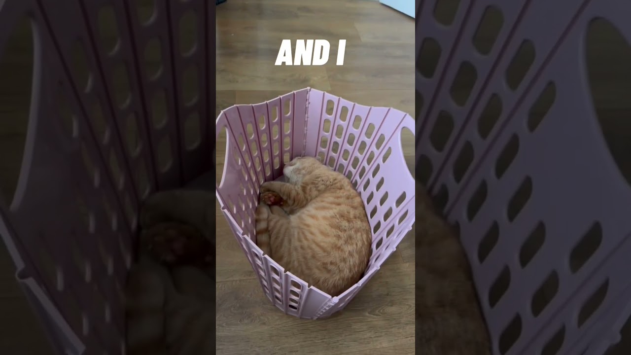Funny Cat sleeping video 😂 #cats #catsofyoutube #meowing #funny #shorts