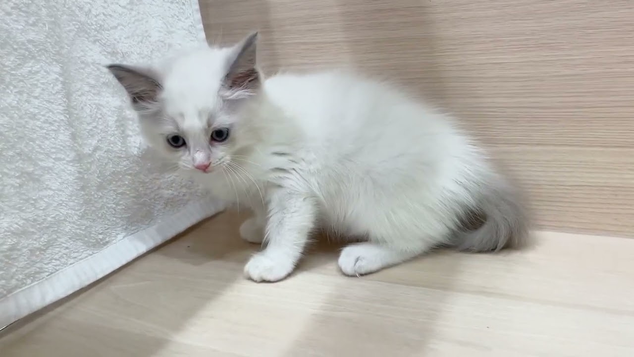 童顔ベビーフェイスの可愛いラグドールの女の子【パピードリーム】