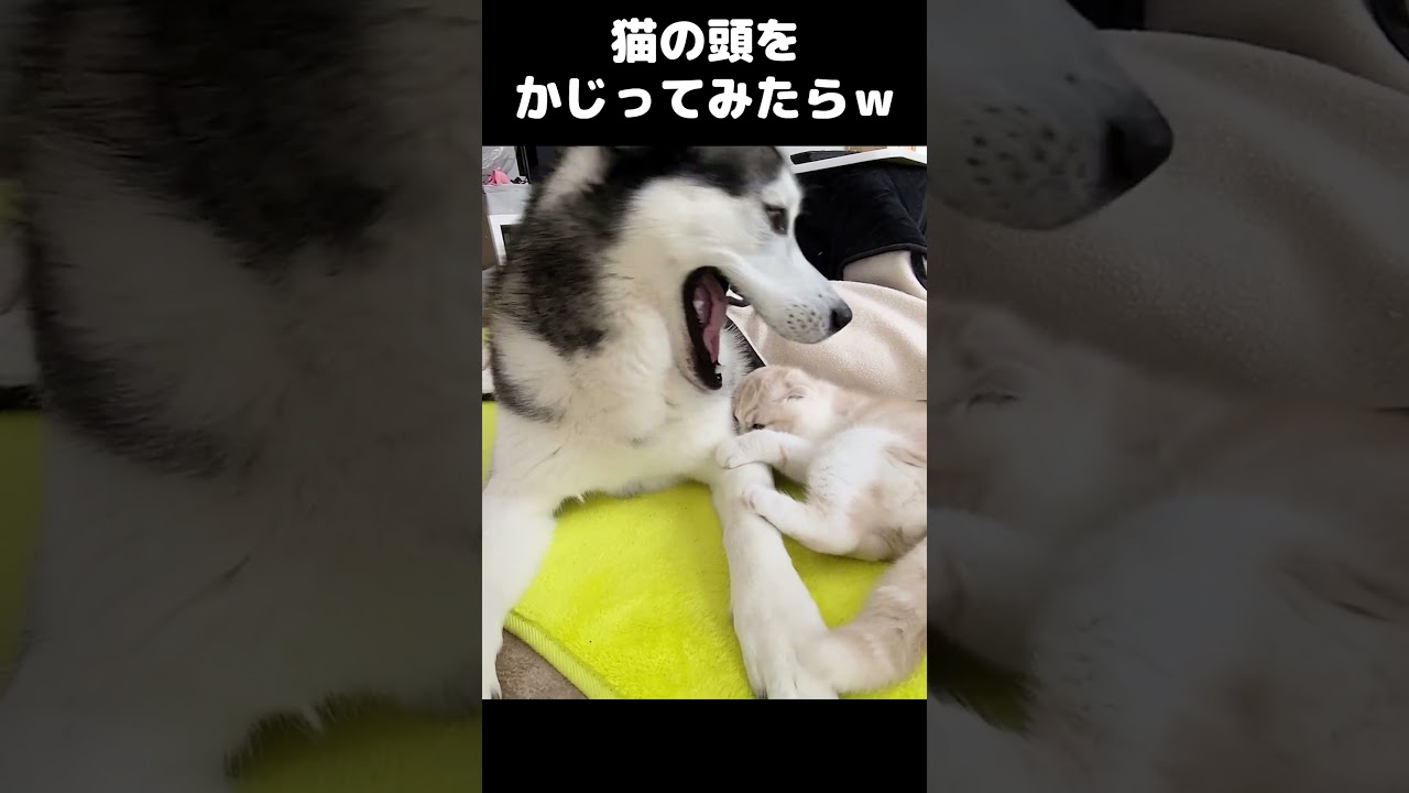 どうしても子猫の頭をかじってみたかった犬がこうなったｗ#shorts