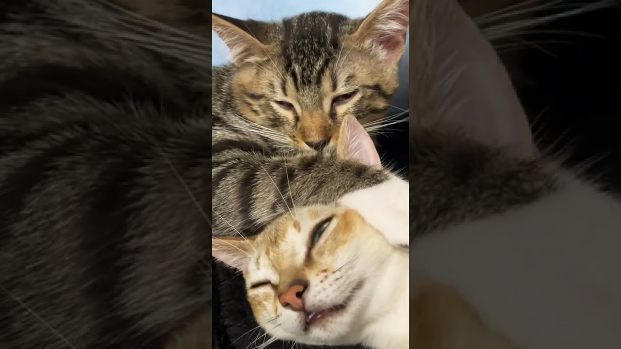 [可愛いすぎる🐈💕]観ると"セロトニン"が分泌される猫(シンガプーラ・ジェネッタ)の動画