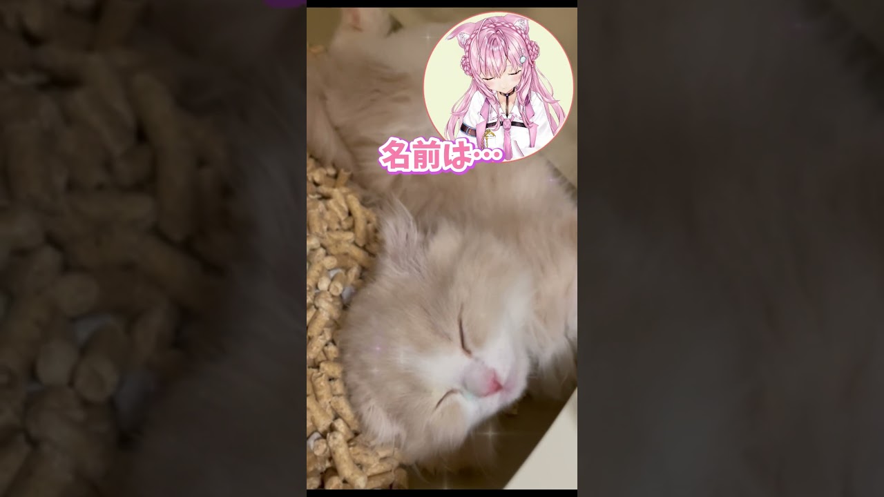 子猫を飼い始めました🐈 I started to get a kitten♡ #shorts 【博衣こより/ホロライブ】