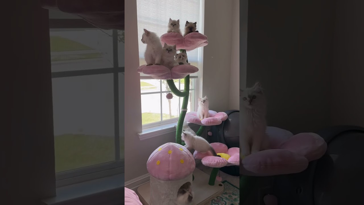 I bought myself another cat tree for the cat room