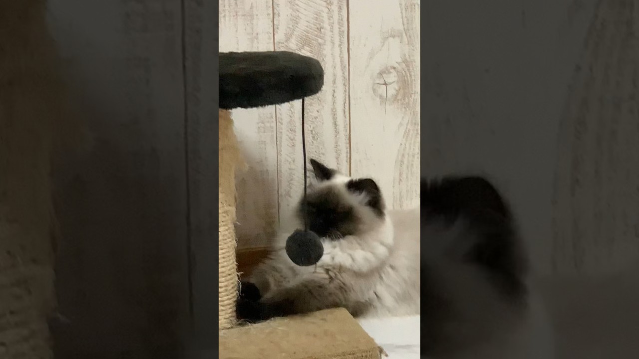 お腹いっぱいで眠たい #猫 #ヒマラヤン #shorts