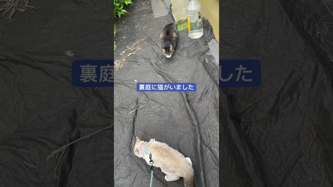 裏庭に猫がいました　#猫 #cat #シャムトラ #シャムミックス #猫散歩
