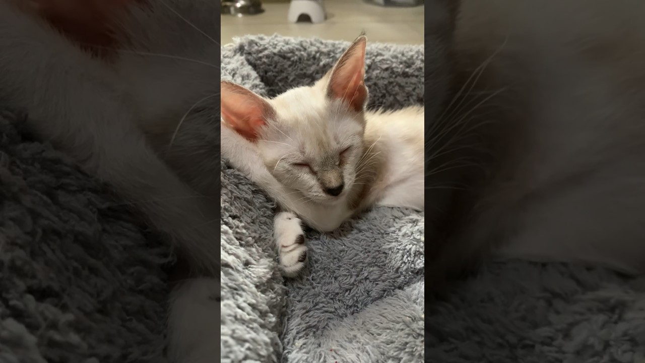 Sleeping beauty!😽 #shorts