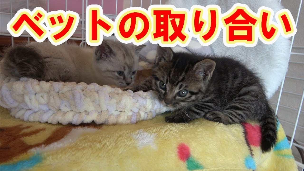 【保護猫】＃298　２匹の子猫の可愛い戦い。