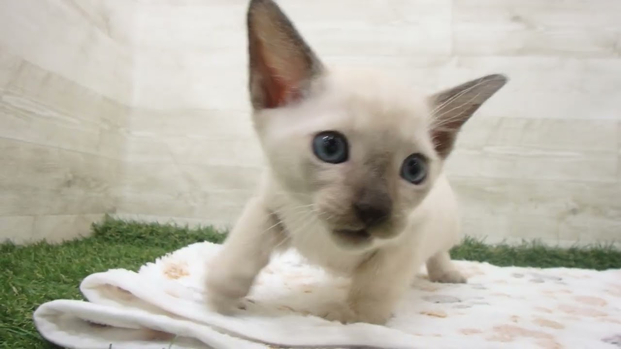 Coo&RIKU　No00638797 トンキニーズ