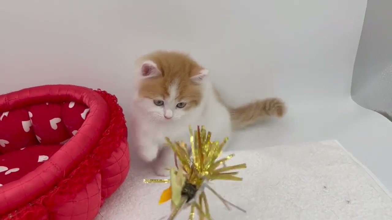 スコティッシュフォールド レッドタビー&ホワイト（ロングヘアー）の女の子♡