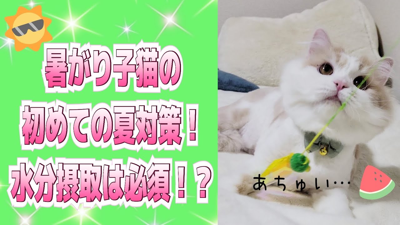 初めての夏到来！暑がり子猫の水分摂取対策！#ラガマフィン #猫動画 #子猫 #cat