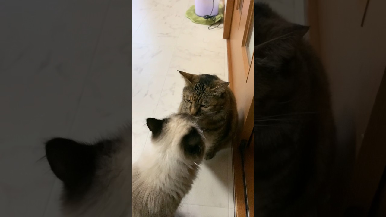 わーお！チューした #猫 #日常 #保護猫 #ヒマラヤン #shorts