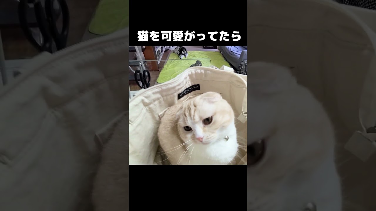 猫を可愛がってたら犬がドン引きしてた#shorts