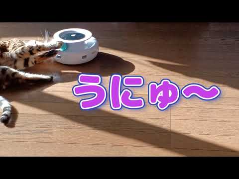 【遊び方がベテラン級ごろごろにゃんこ♡】【＃ベンガル猫との暮らし】
