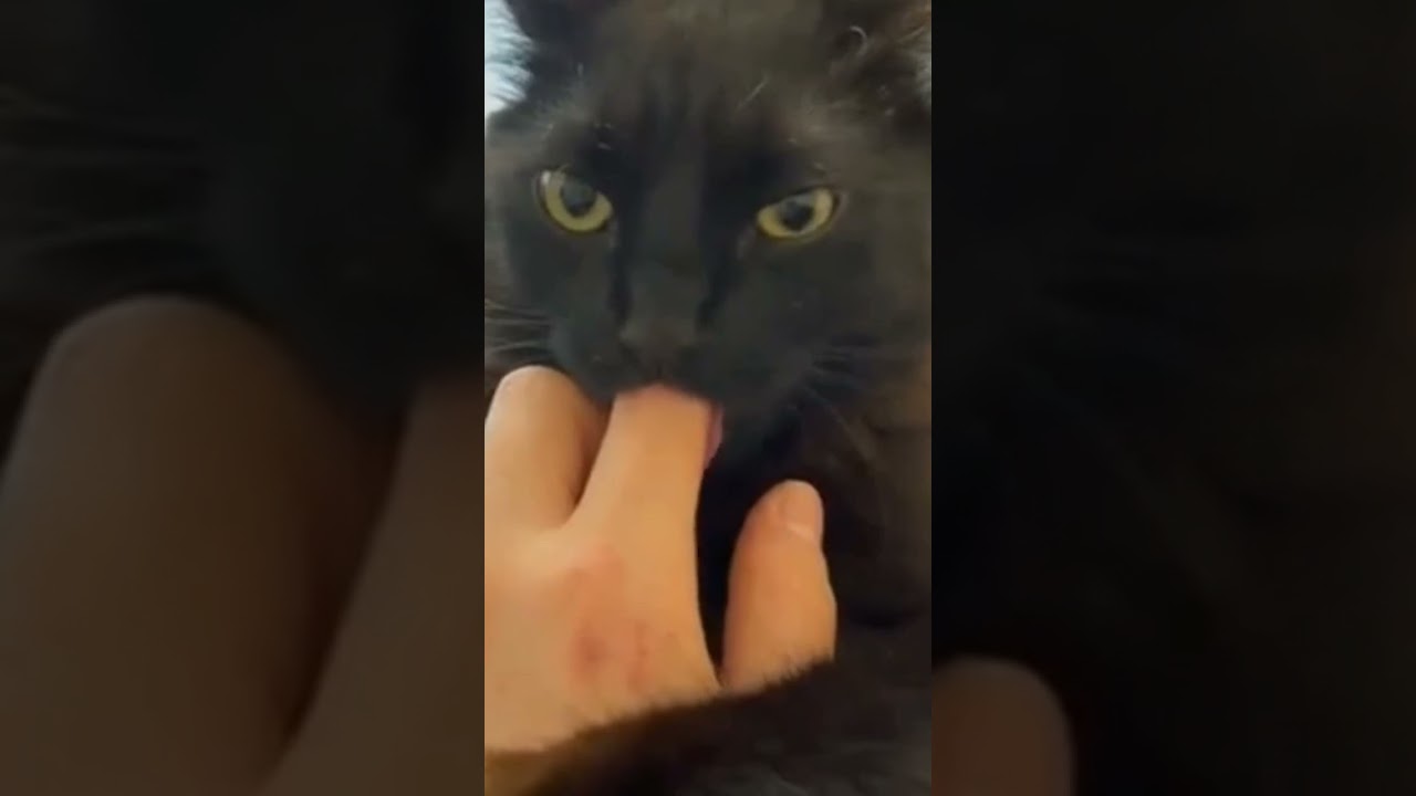 hungry or angry cat||hungry cat meow|| cute cat|😂😂|😅|#cat #shortsfeed #shorts #viral