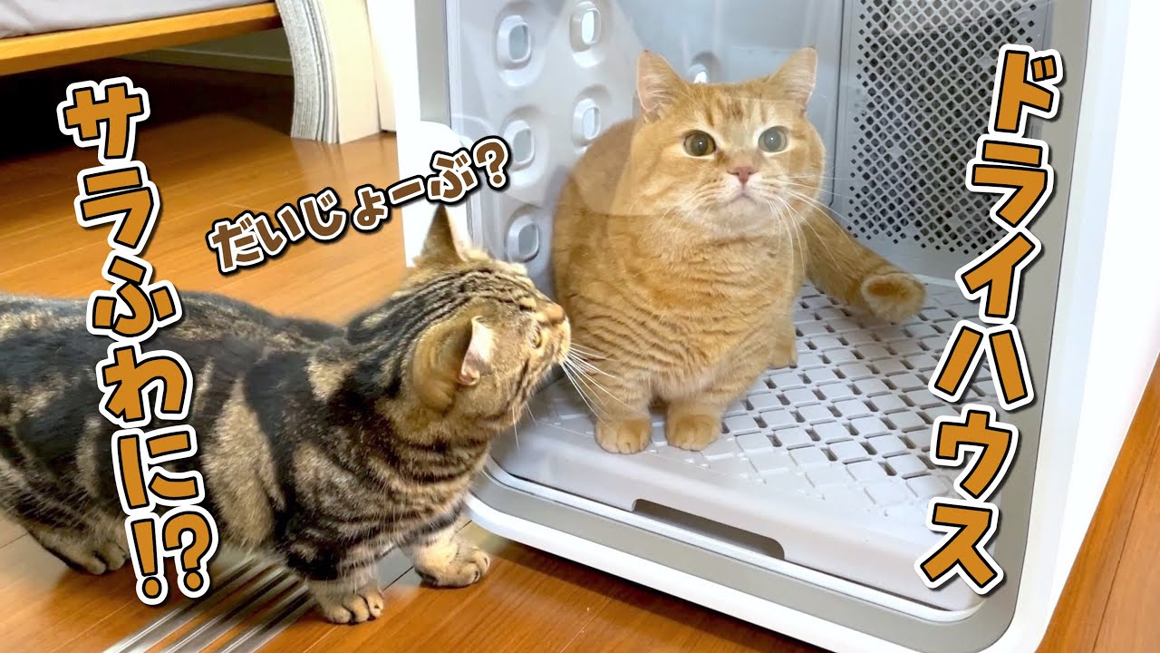 話題のドライヤーハウスにドライヤー苦手の愛猫を入れてみたらこうなりました！