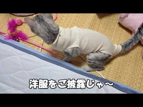 【エジプシャンマウはる】　初めての避妊手術（後半） （猫動画）