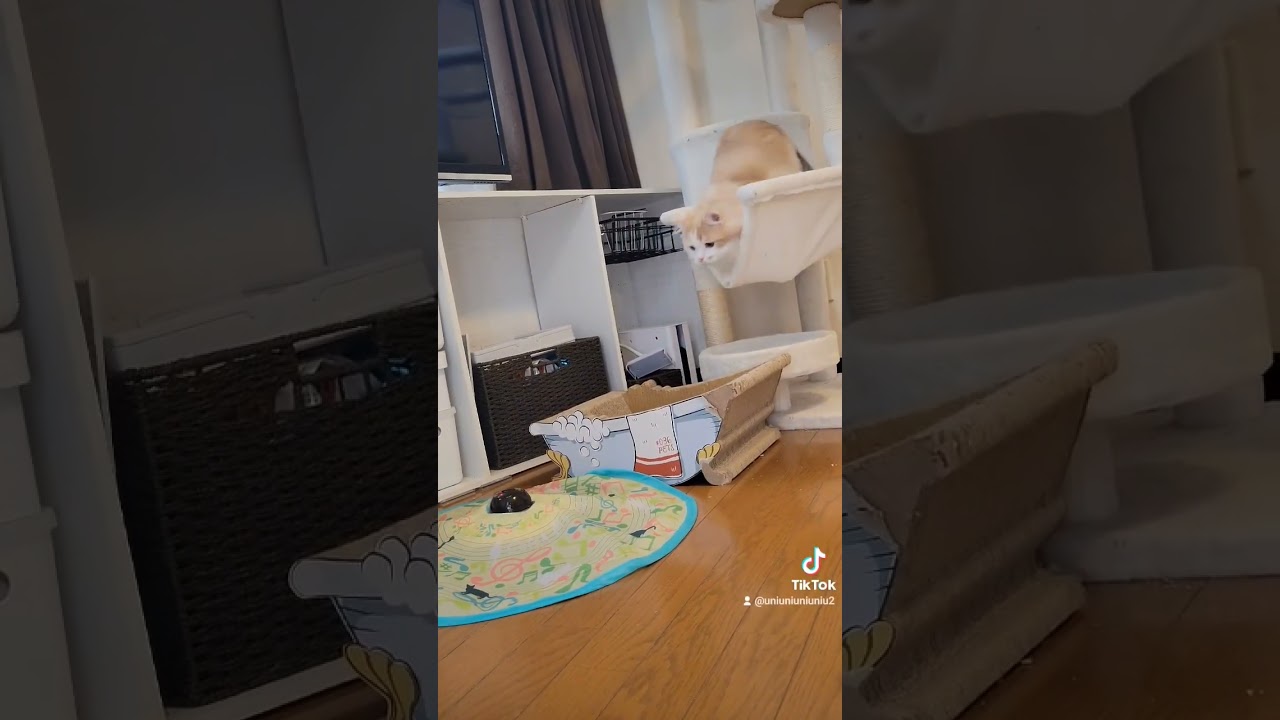 想定通りにゃ #ラガマフィン #猫動画 #cat #子猫 #癒し #shorts
