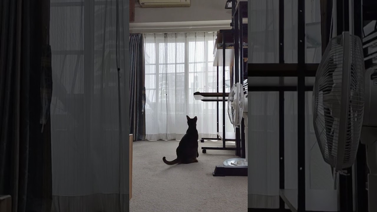 ネコ動画あび＃1474　#shorts　あびの毎日　アビシニアン　あび