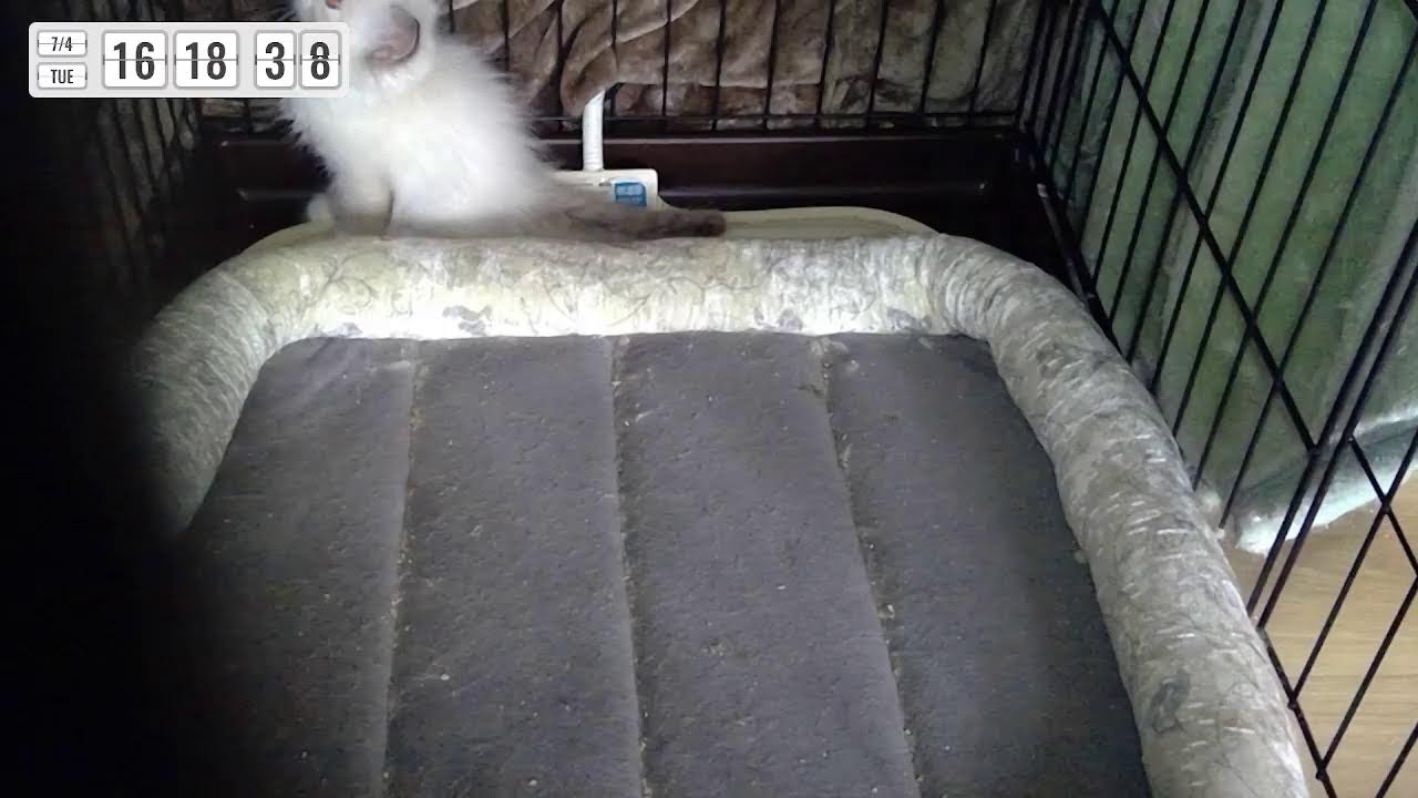 【サイベリアンの子猫ライブ2　見守り用】2023年5月9日ロシアのWCFチャンピオンパンくんの子どもが産まれました。Live of cute Siberian kitten.