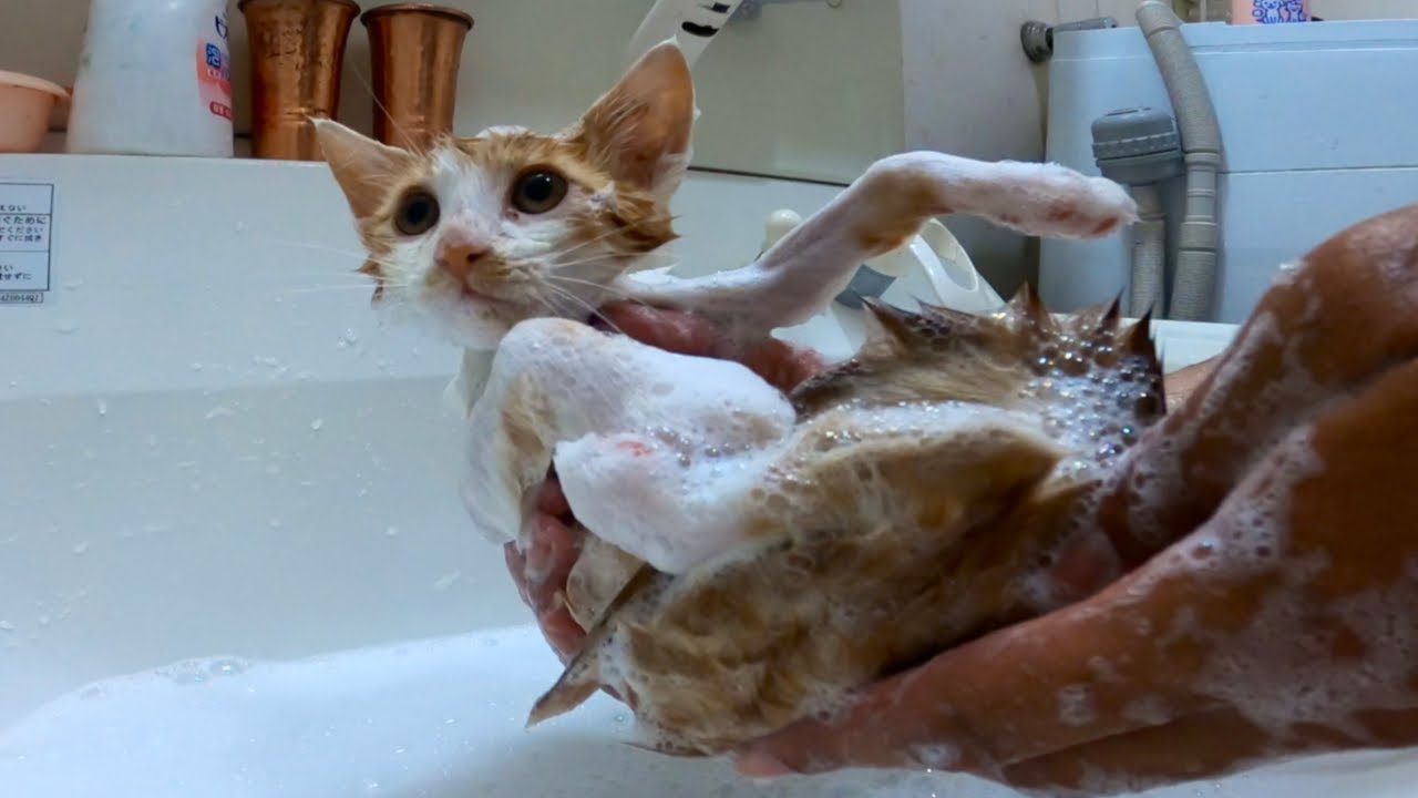 【保護子猫】初めてシャンプーされる子猫の様子がこちら。[Protection kitten] Kitten being shampooed for the first time