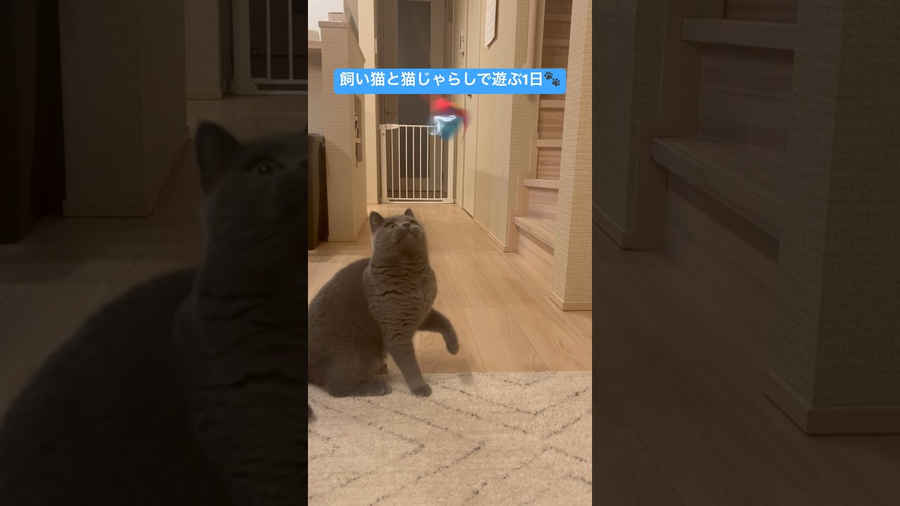 【#shorts】飼い猫と猫じゃらしで遊ぶ1日　#ブリティッシュショートヘア #猫 #cats #britishshorthair