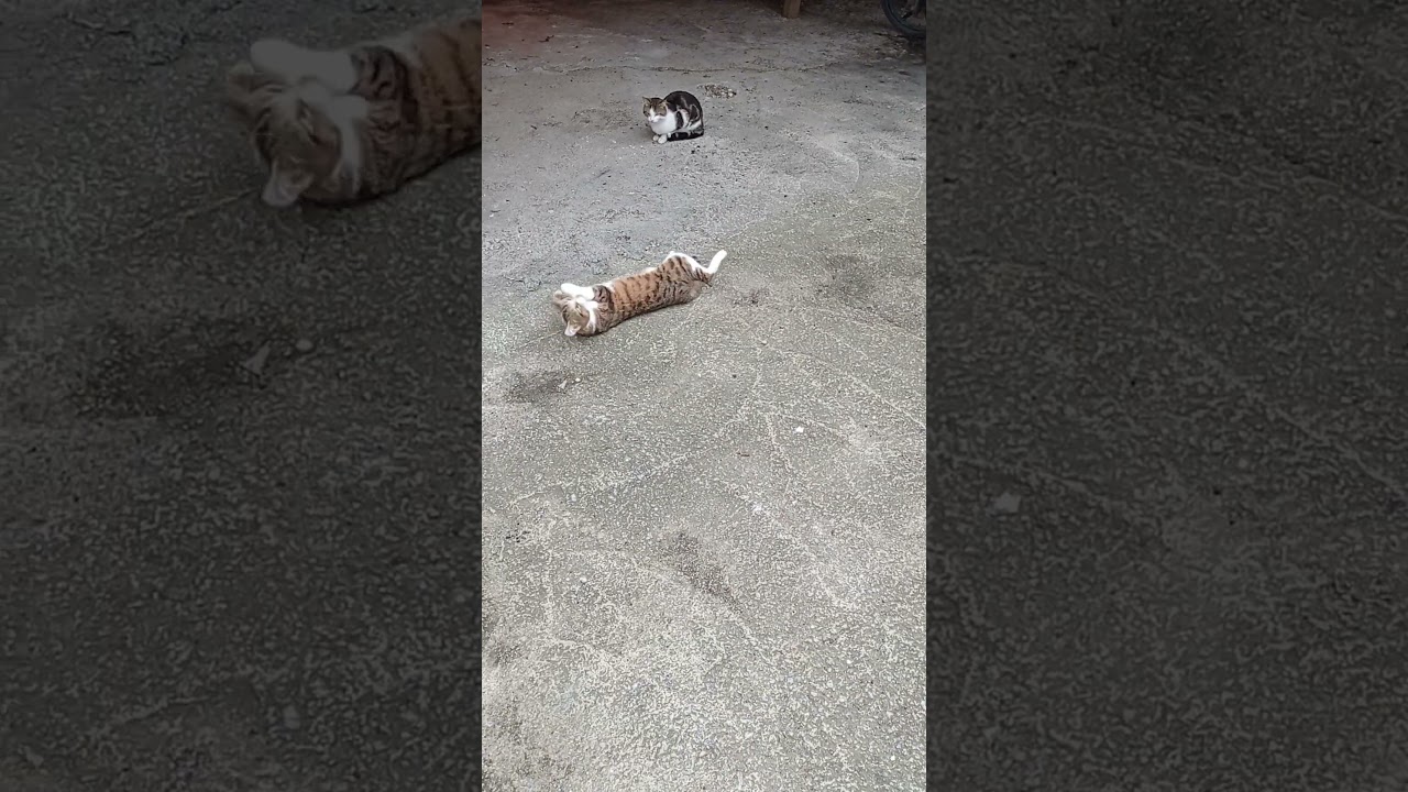 A beautiful brown cat is taking a bath