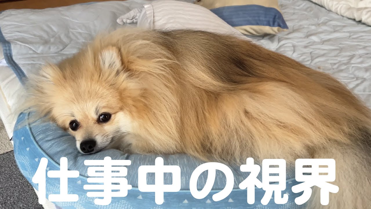 ぽんちゃんのドライブとディオのバリカン