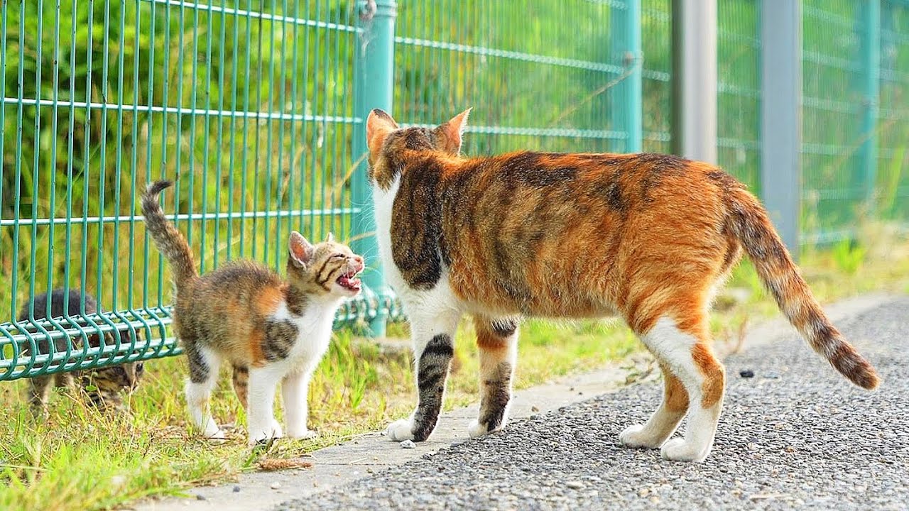日本の子猫と母猫