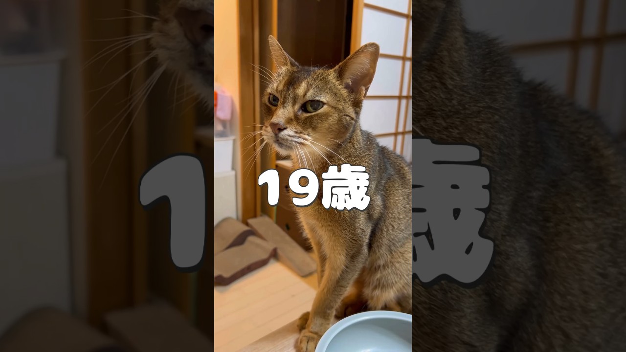 まな猫19歳 #shorts #猫動画 #アビシニアン #cat #まな猫
