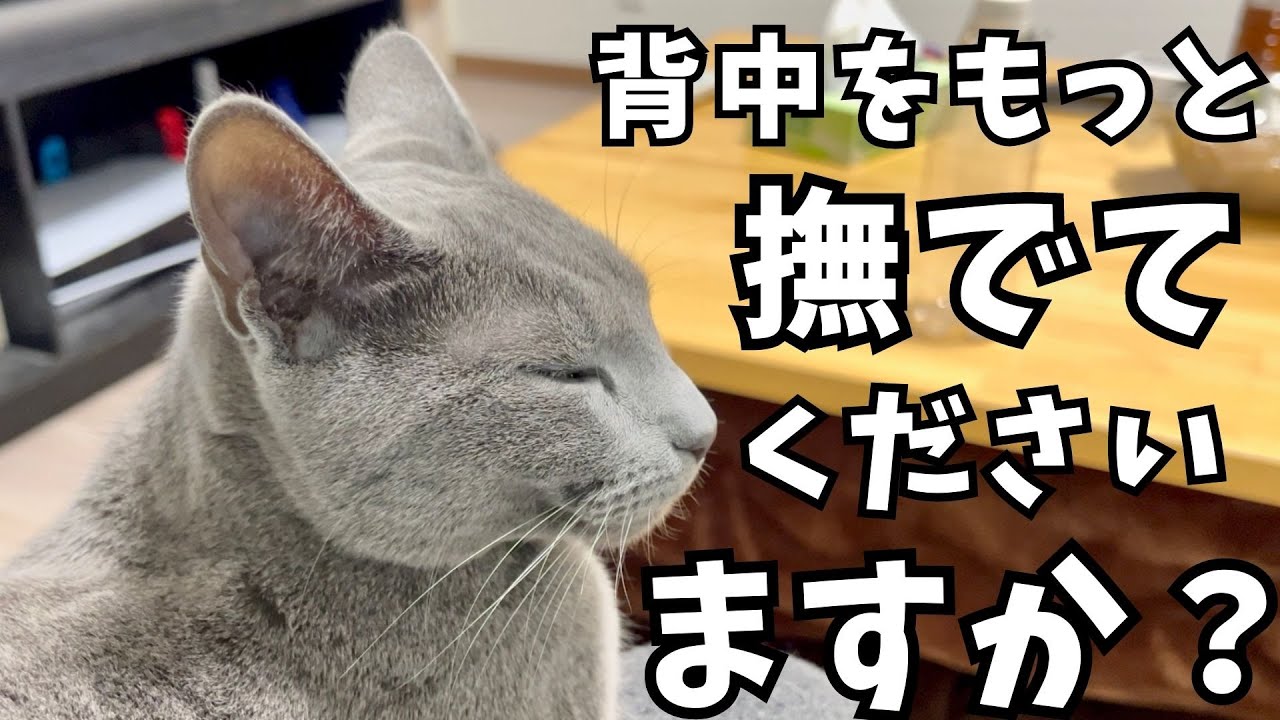 食後は必ず膝の上で休憩するロシアンブルー猫が可愛すぎます