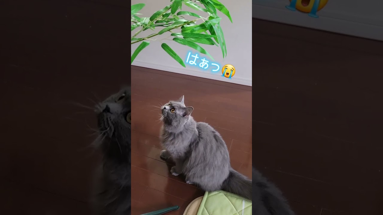 七夕まで持つか心配な飼い主【サイベリアン・キキのKIKICHANNEL】#shorts #サイベリアン #猫