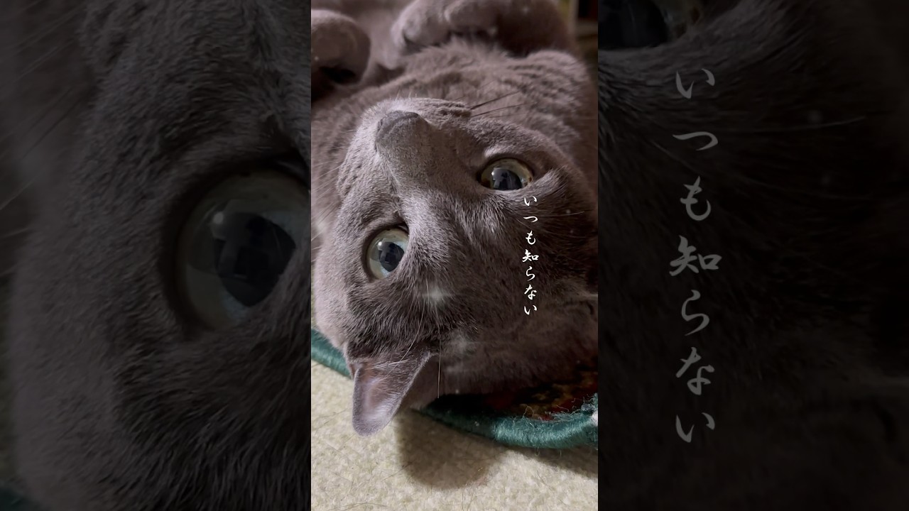 【ロシアンブルー】転がるめろんと〝糸〟♫を...🥰【猫】#shorts