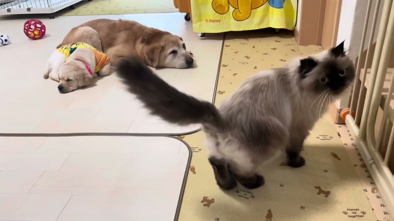 平和な犬猫多頭飼い。ヒマラヤン、きじ猫、ラブラドール子犬女の子、ラブラドール成犬、ラブラドールゴールデンミックス老犬、三毛猫。