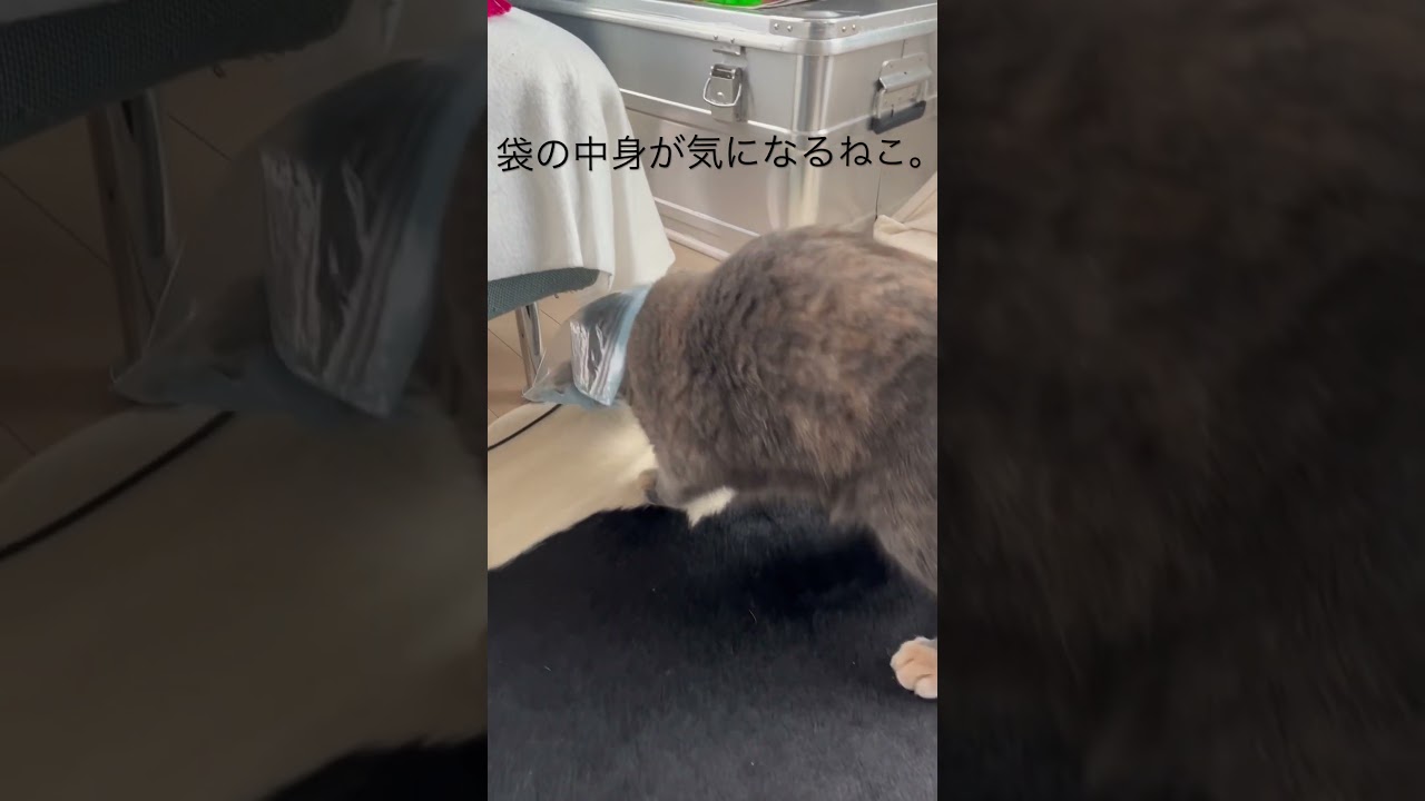 袋の中の自分の毛への執着が止まらないうずめ #britishshorthair #cat #gatos #ブリティッシュショートヘアー #猫 #cute #ブリのうずめ #funny