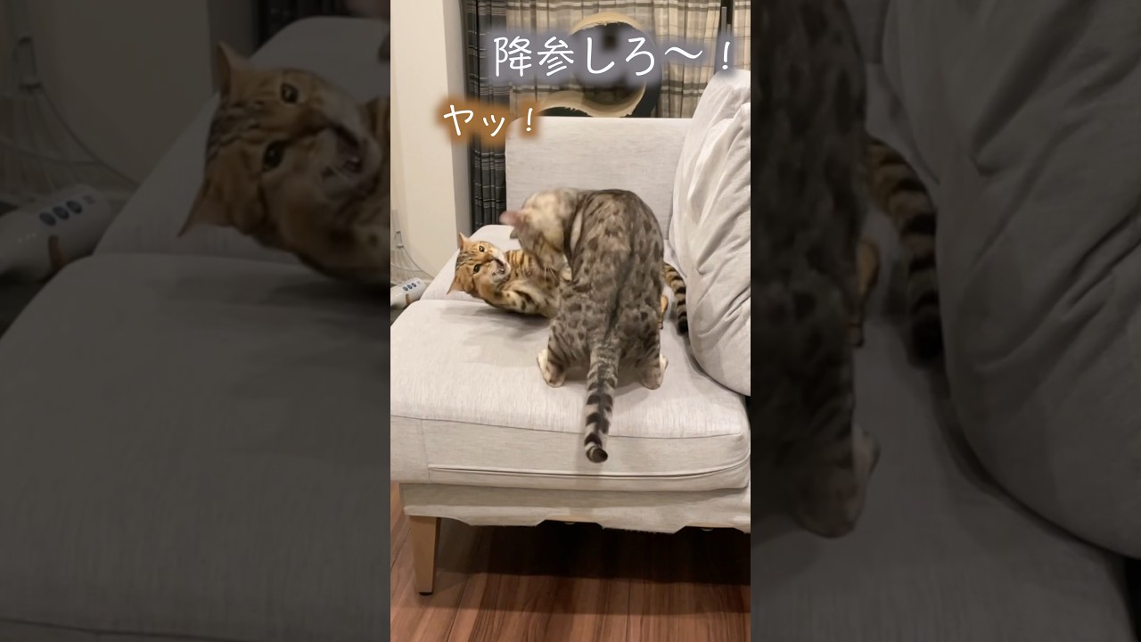 手より先に口が出てしまう猫の喧嘩 #ベンガル #ルトロゼ #猫