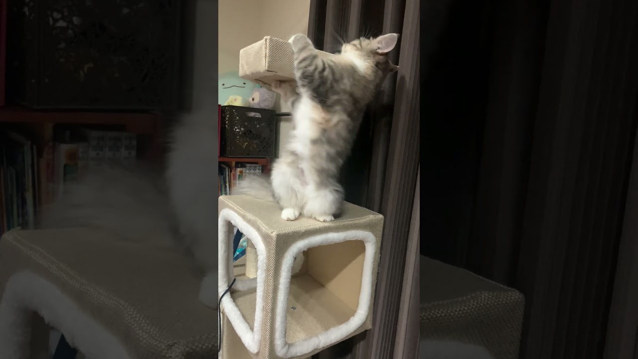 【見られたい願望強め女子】ノルウェージャンフォレストキャット子猫