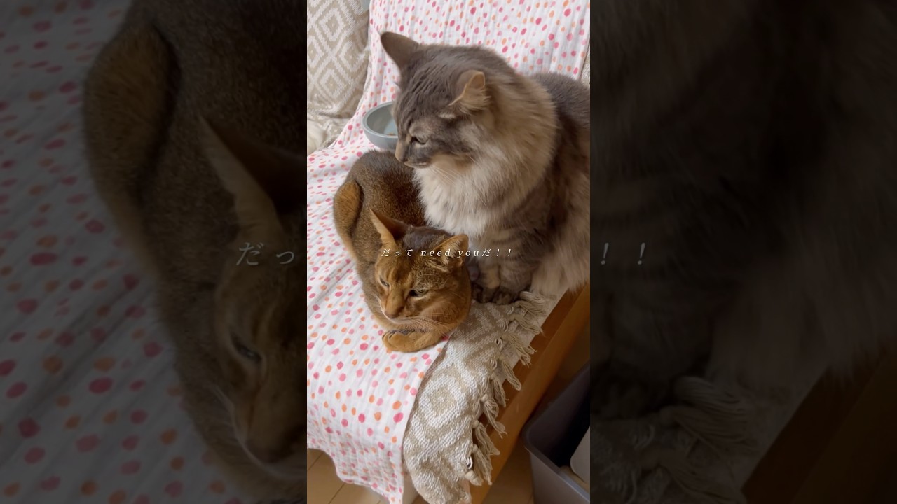 まな猫たち #shorts #猫動画 #ノルウェージャンフォレストキャット #アビシニアン #サイベリアン #cat