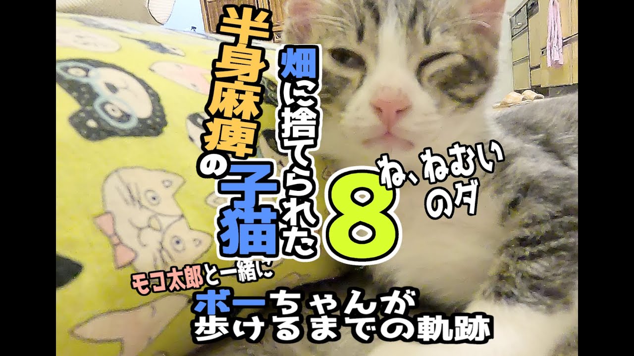 【畑に捨てられた子猫のその後】ボーちゃんが歩けるようになるまでの軌跡8