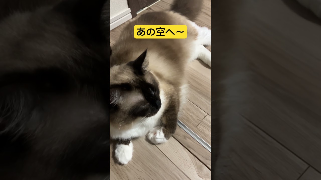 たぬきみたいなラグドールの猫が巨人の大城テーマ曲にあうかな！？ #cat #kitten #ragdoll #アライグマ #こねこ #たぬき #ねこ #ラグドール #ラグドール子猫 #巨人 #大城