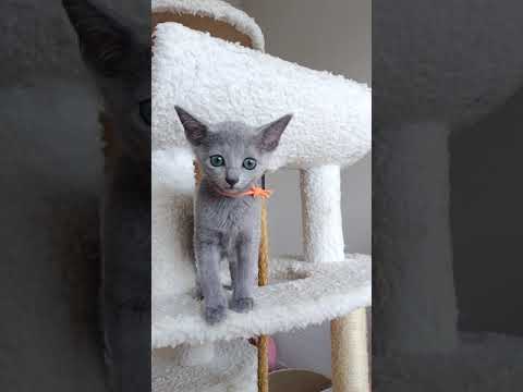 ロシアンブルー 甘ったれにゃんこ女子 ブルー