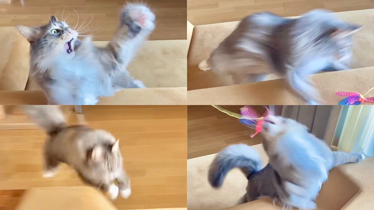 メインクーンが猫じゃらしで遊んだらこうなった/Maine Coon cat that loves catnip