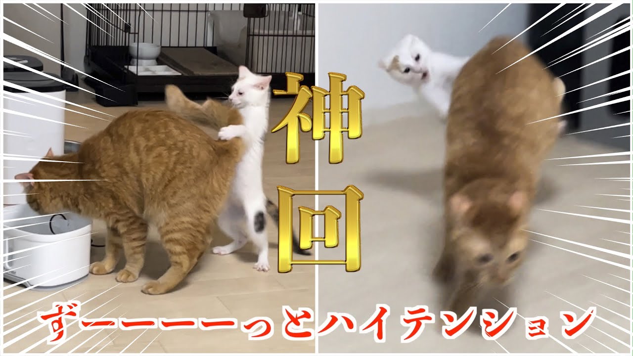 【またもや神回】子猫の大暴れが止まらないwww