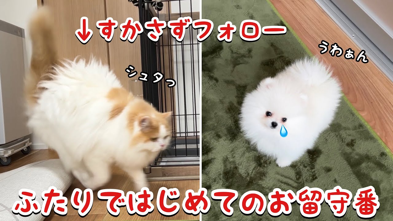 はじめてのお留守番で泣きわめく子犬をすかさず助けに行く猫に涙涙でした