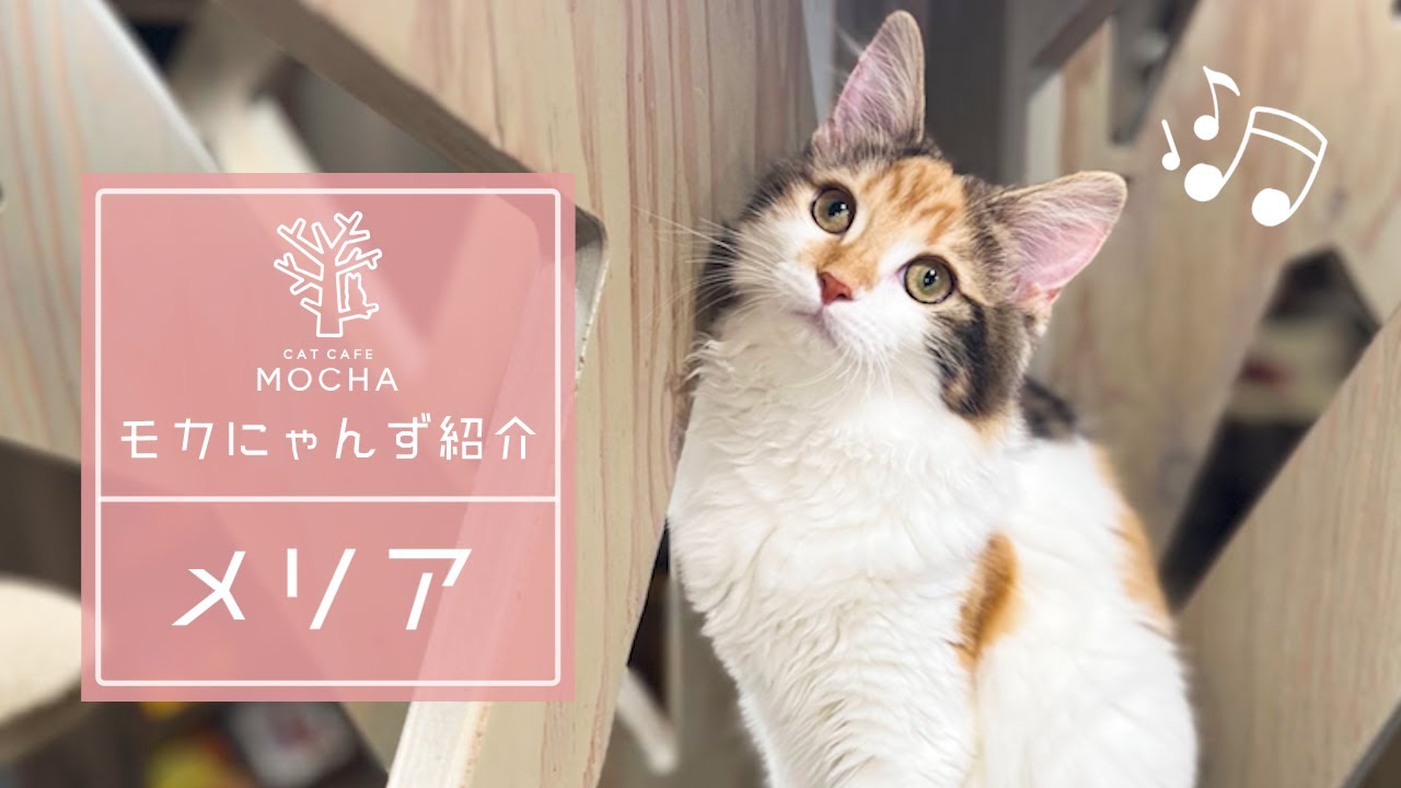 メリア（ノルウェージャンフォレストキャット♀）渋谷公園通り店