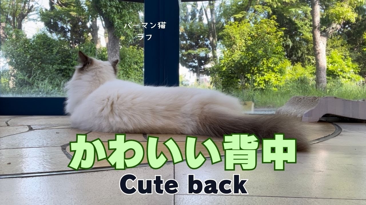 バーマン猫ラフ【かわいい背中】Cute back（バーマン猫）Birman/Cat